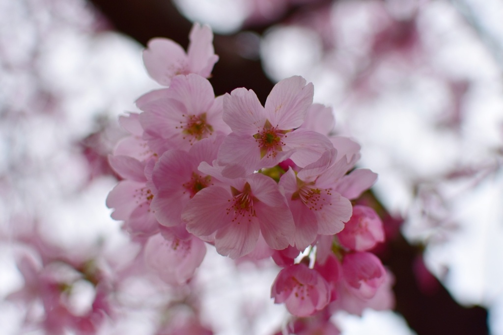 陽光桜