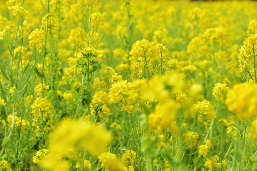 菜の花 2