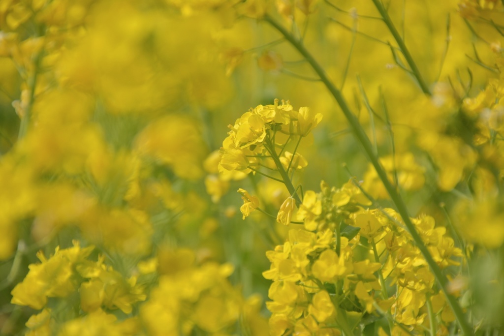菜の花
