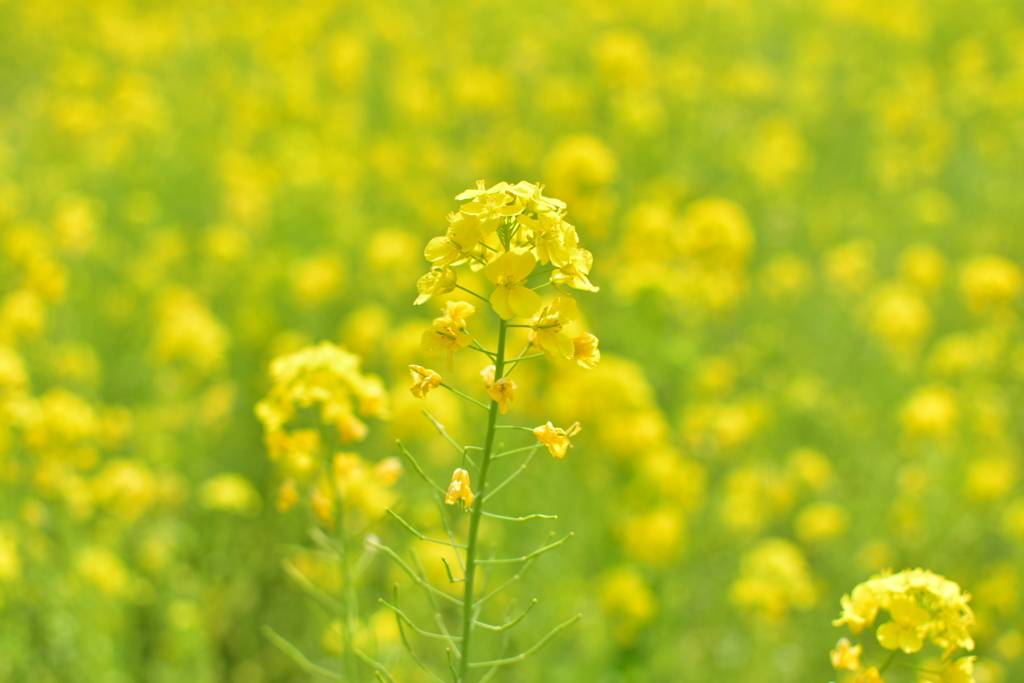 菜の花 3