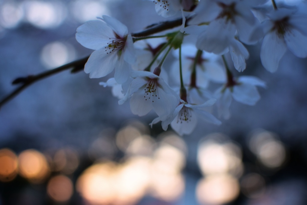 夜桜
