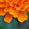 marigold