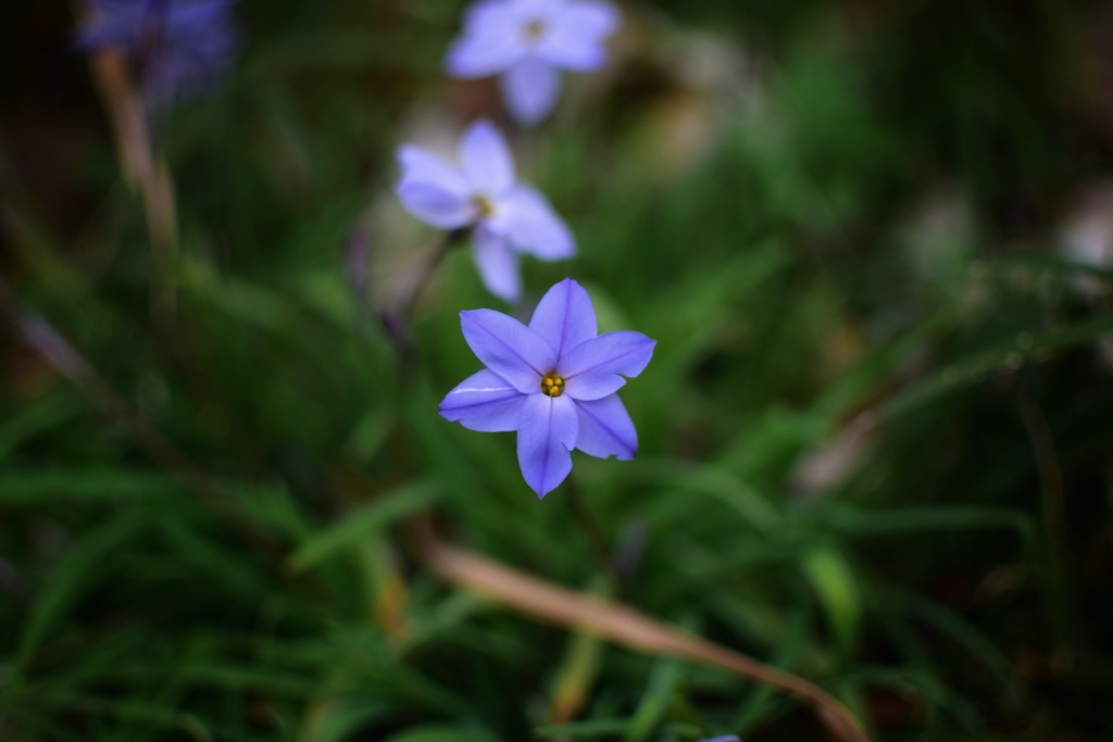 花韮