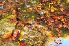 水面に浮かぶ紅葉