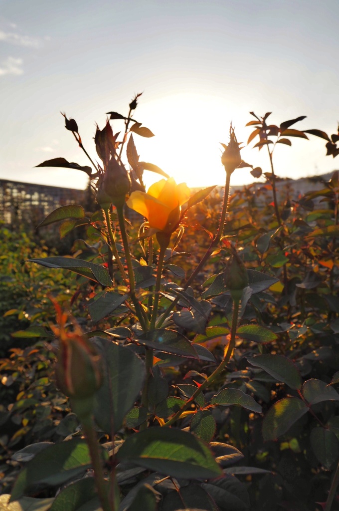 夕暮れの薔薇