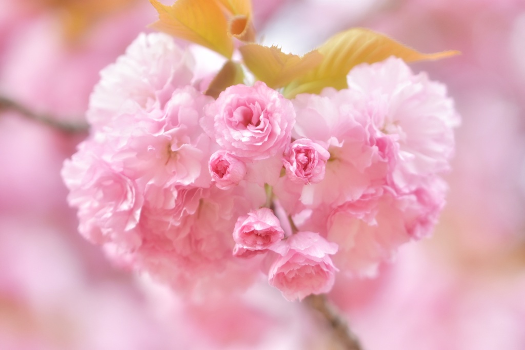 八重桜