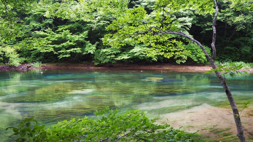奥入瀬の風景
