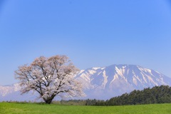 小岩井一本桜と岩手山