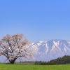 小岩井一本桜と岩手山
