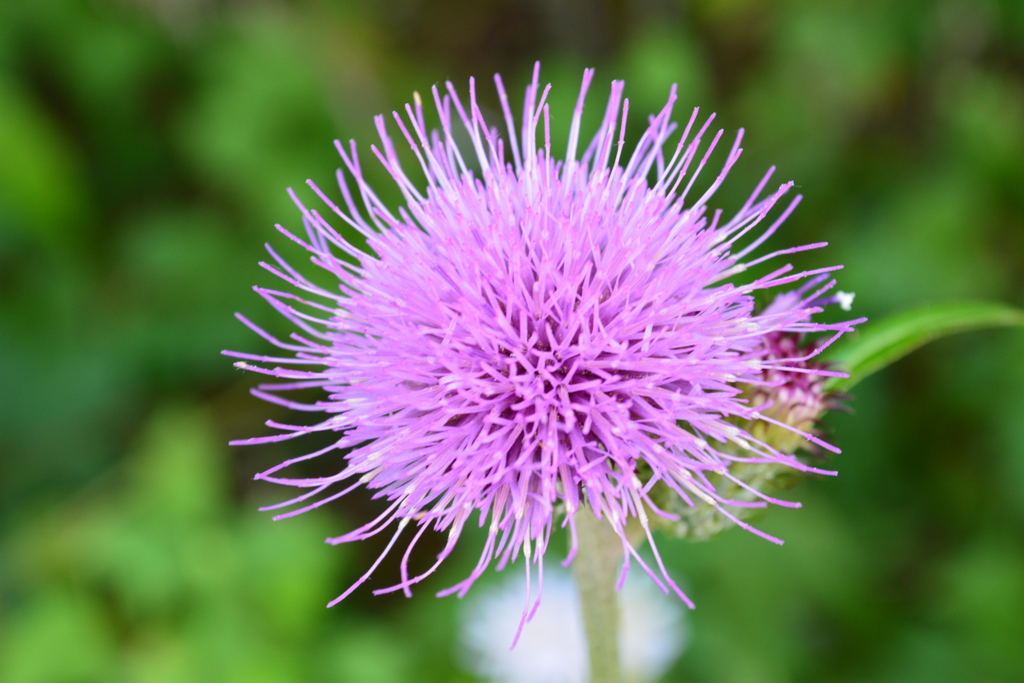 秋分の散歩道で