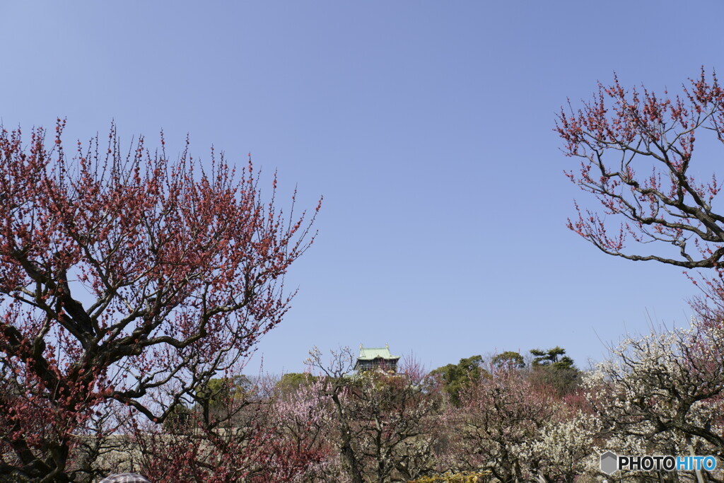 大阪城公園　梅林