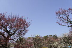 大阪城公園　梅林