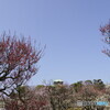 大阪城公園　梅林