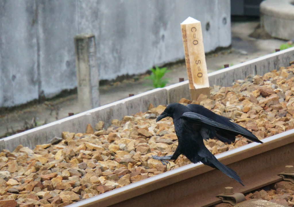駅の風景「危ないよ！」