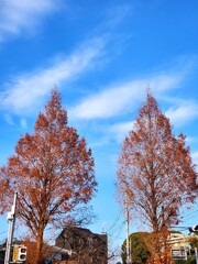 冬の青空