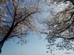 満開の桜と「❢」