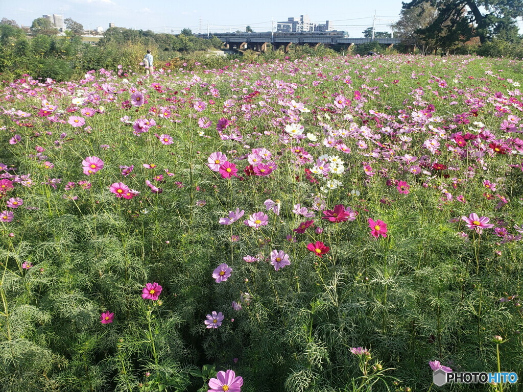 秋桜の中の新快速