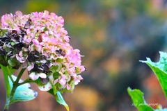 まだ残る夏の色