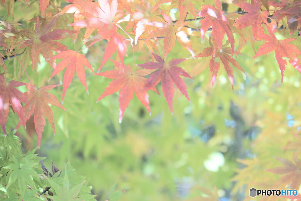たまにはハイキー