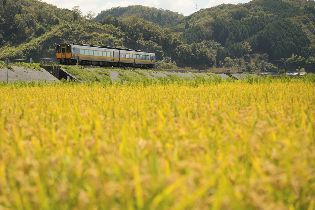 黄金の時