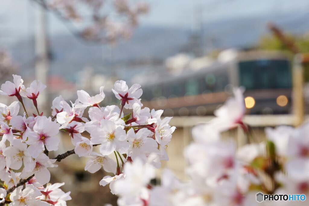 桜夙川　鉄道風景　その5