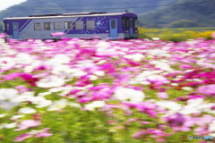秋桜流し