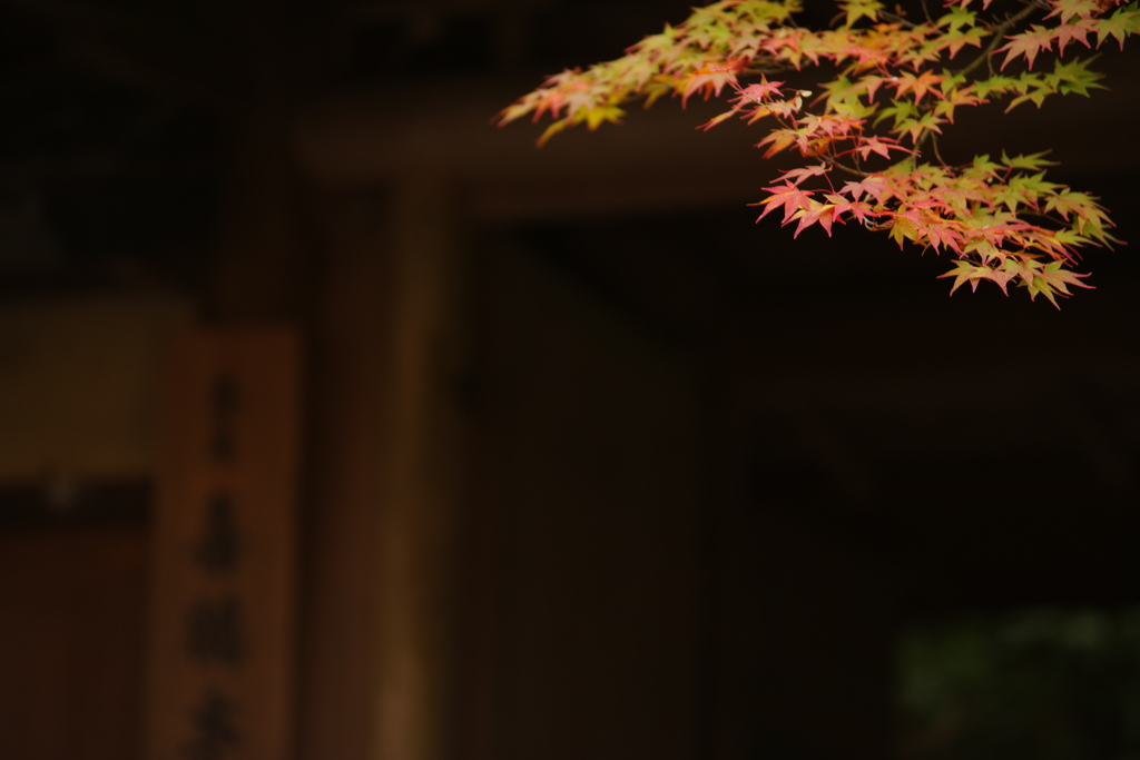 瑠璃光院     門