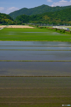 田植えが終わって