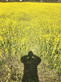 「菜の花畑で寝そべる」の図(^O^)