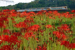 火の花とビスタカー