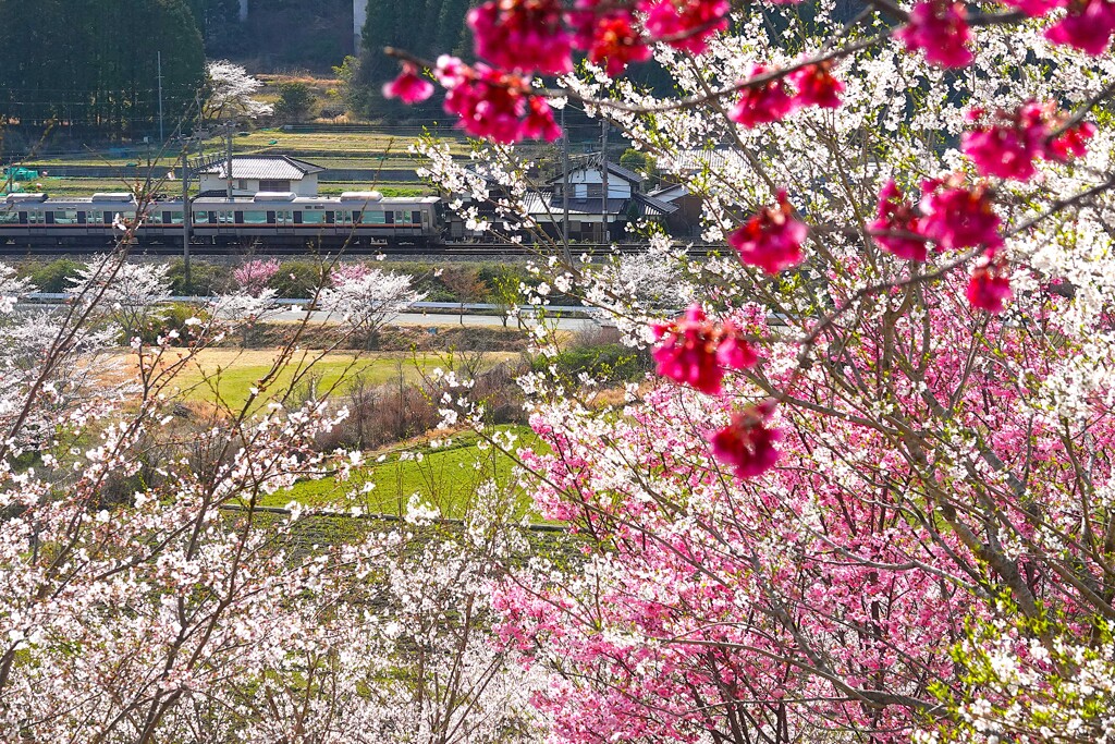 里山の春