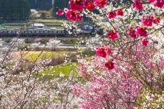 里山の春