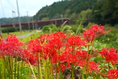 火の花と特急ひのとり