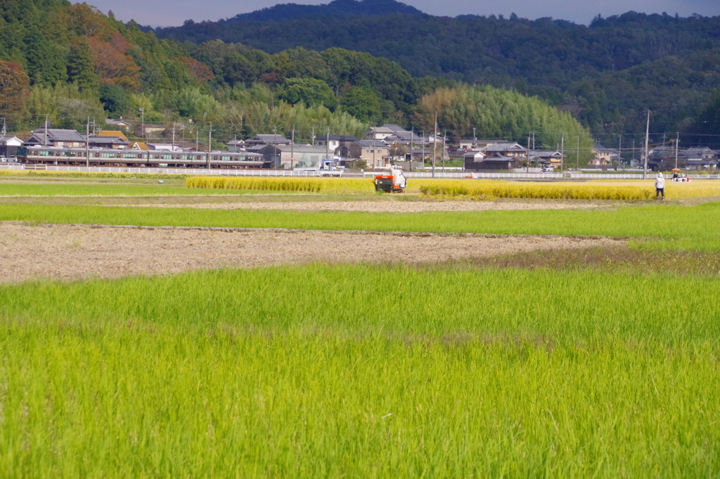 最後の稲刈りの風景