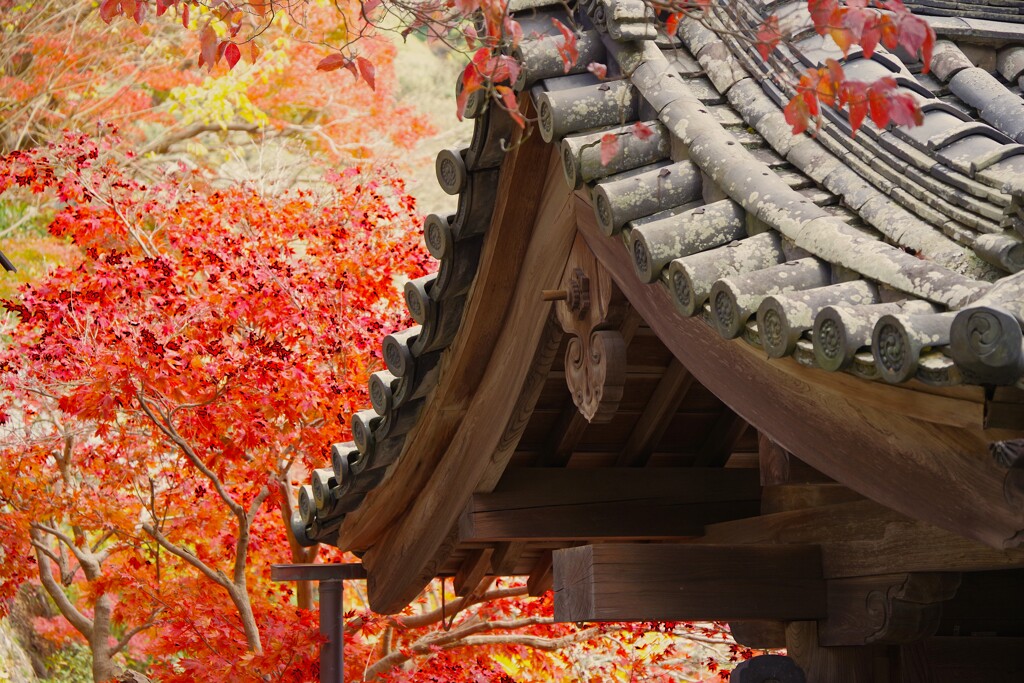 長谷寺を切り撮る
