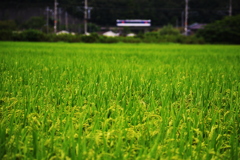 智頭急行「長月」