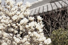 純白の春
