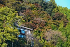 色付き始め