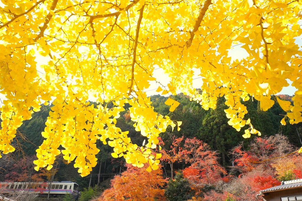 大銀杏の下で