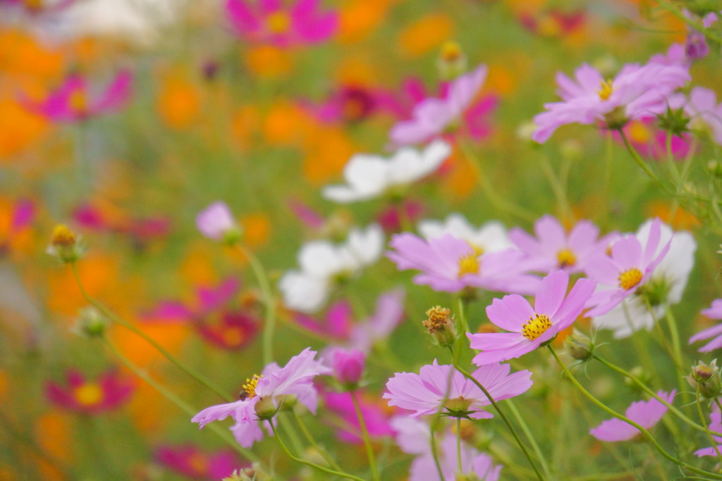 武庫川「開花」