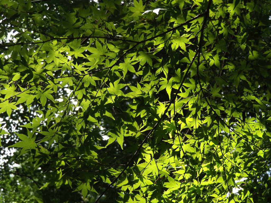 山形立石寺「木漏れ陽①」