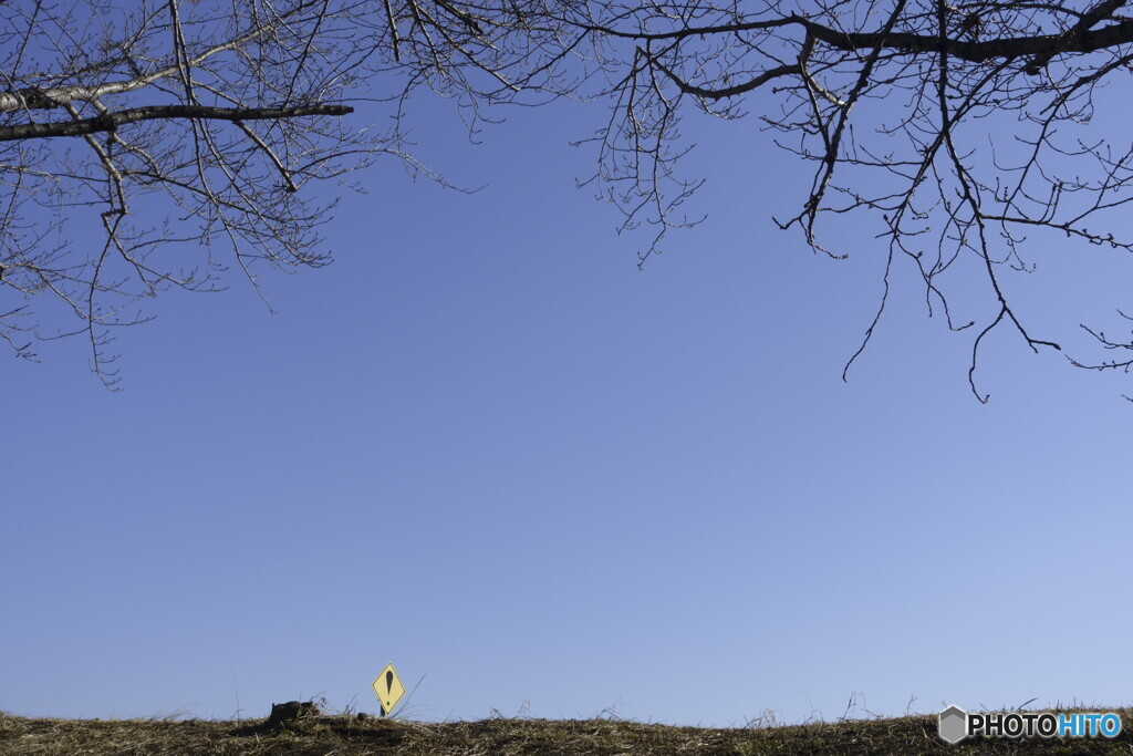 冬の桜枝と「！」