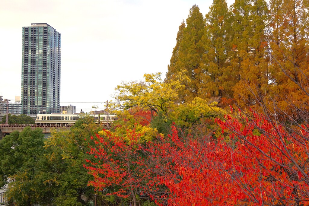 桜ノ宮　初冬