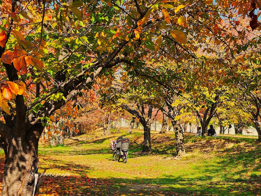 桜紅葉と親子の風景