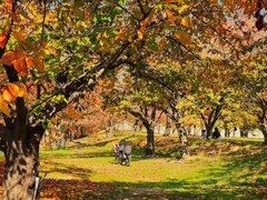 桜紅葉と親子の風景