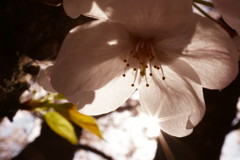 武庫川桜回廊2019➁