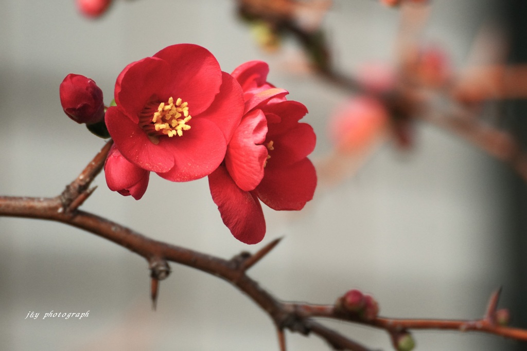 立春　初梅