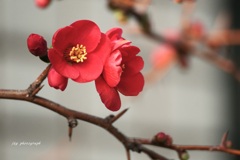 立春　初梅