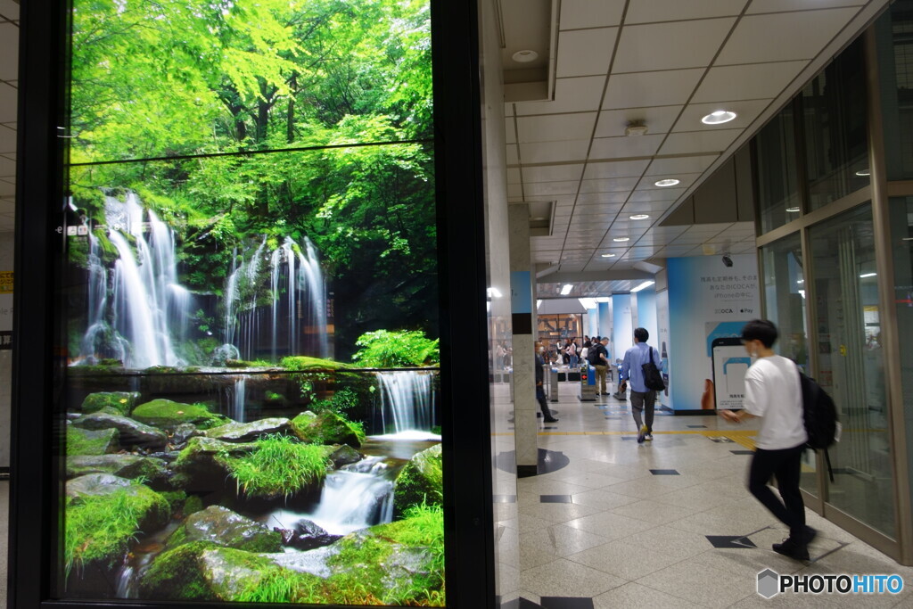 大阪駅の新緑・・折り返しの50枚目