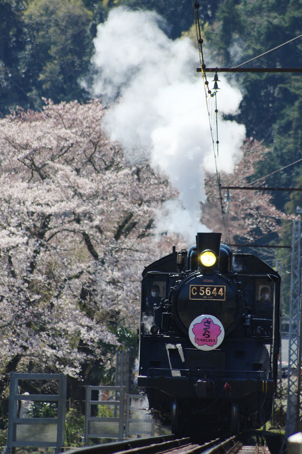 桜とSL